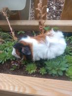 Prachtige borstelhaar cavia's, Dieren en Toebehoren, Knaagdieren, Juni, Cavia
