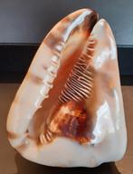 Coquillage Cassis tuberosa 187mm, Collections, Minéraux & Fossiles, Enlèvement ou Envoi, Coquillage(s)