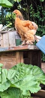 Brahma kippen en mix, Dieren en Toebehoren
