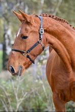 Bewezen formerrie - springpaard - Vagabond x Chin Chin, Merrie, Springpaard, Niet van toepassing, 170 tot 175 cm