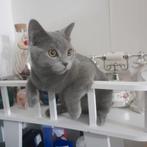 Chat British, Dieren en Toebehoren, Katten en Kittens | Raskatten | Korthaar, Kater, Gechipt, 0 tot 2 jaar