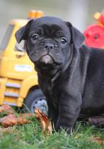 Franse Bulldog, Dieren en Toebehoren, België, CDV (hondenziekte), 8 tot 15 weken, Bulldog