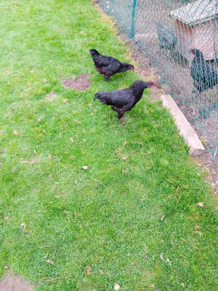 Jersey giant haan, Dieren en Toebehoren, Pluimvee