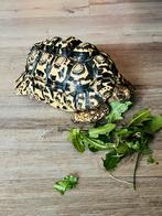 Gezonde Pardalis Man zoekt een giede thuis, Dieren en Toebehoren, Schildpad, Tam, 3 tot 6 jaar