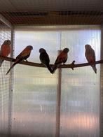 Bourke's, Dieren en Toebehoren, Meerdere dieren, Parkiet, Geringd