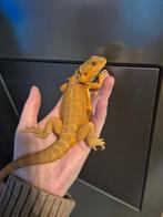 Baardagaam hypo red/bruin, Hagedis, Tam, 0 tot 2 jaar