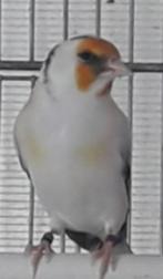 Femelle chardonneret mutation eumo févé de 2025, Dieren en Toebehoren, Vrouwelijk, Geringd