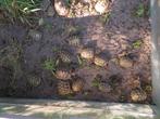 Griekse landschildpadden, Dieren en Toebehoren