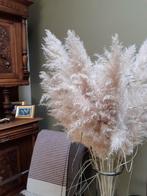 60 Pampa Pluimen, Tuin en Terras, Planten | Tuinplanten, Ophalen