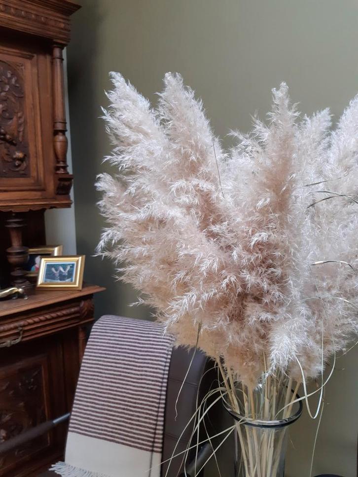 60 Pampa Pluimen, Tuin en Terras, Planten | Tuinplanten, Ophalen