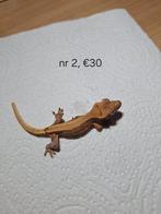 Wimpergekko lilly white