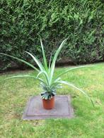 Ananas comosus-plant, Huis en Inrichting, Minder dan 100 cm, Fruitplant, Volle zon, Ophalen