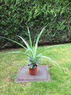 Ananas comosus-plant, Ophalen, Fruitplant, Volle zon, Minder dan 100 cm