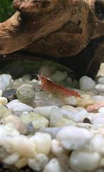 Vuurgarnalen, Kreeft, Krab of Garnaal, Zoetwatervis, Schoolvis