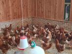 Legkippen, Dieren en Toebehoren, Pluimvee