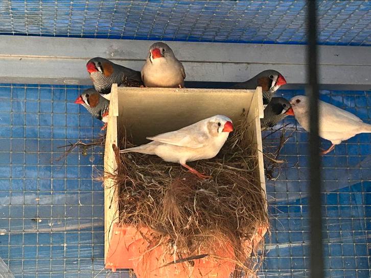 Mandarin te koop, Dieren en Toebehoren, Vogels | Kanaries, Meerdere dieren