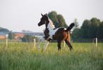 Prachtig AES merrieveulen BWP x Arabier, Dieren en Toebehoren, Hengst