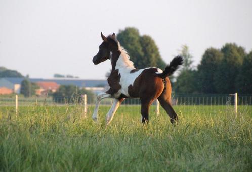 Prachtig AES merrieveulen BWP x Arabier, Dieren en Toebehoren, Paarden, Hengst