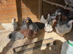 Legkippen zaterdag en zondag in Rillaar, Dieren en Toebehoren, Pluimvee