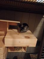 Chinchilla, Dieren en Toebehoren, Augustus, Vrouwelijk, Chinchilla