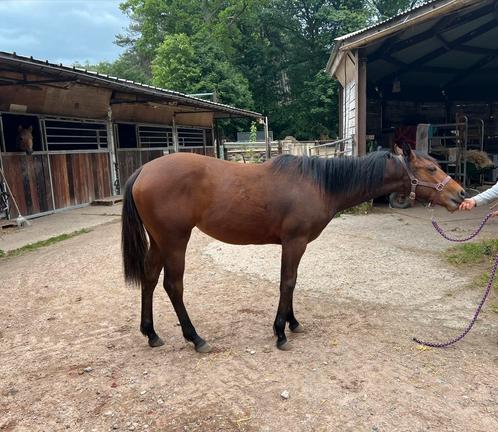 Quarter merrie jaarling 2024, Dieren en Toebehoren, Paarden, Merrie, M