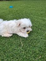 Maltezer pups, Dieren en Toebehoren, Honden | Chihuahua's en Gezelschapshonden, België, Maltezer, Fokker | Hobbymatig, CDV (hondenziekte)