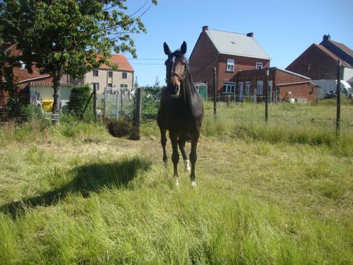 Prachtige 8 jarige merrie van topafstamming, Animaux & Accessoires, Chevaux, Jument, Z, 160 à 165 cm, 7 à 10 ans, Cheval de récréation