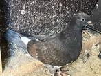 Jonge duiven, Dieren en Toebehoren, Vogels | Duiven, Meerdere dieren, Overige soorten