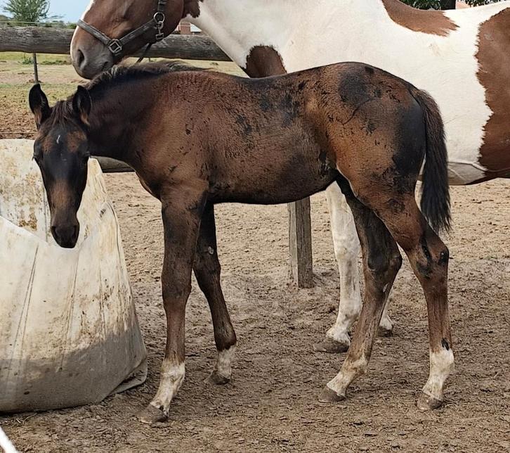 Groot springveulen! WEGENS PLEKTEKORT, Dieren en Toebehoren, Paarden, Hengst, Onbeleerd, 170 tot 175 cm, 0 tot 2 jaar, Met stamboom