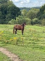 4j merrie & 6 jarige hengst, 175 cm ou plus, Débourré, Cheval de saut, 3 à 6 ans