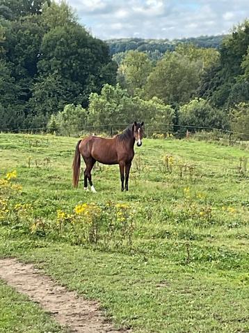 4j merrie & 6 jarige hengst