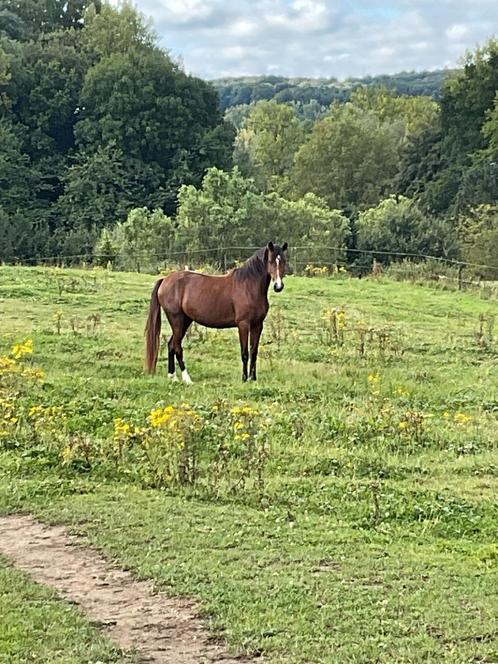 4j merrie & 6 jarige hengst, Animaux & Accessoires, Chevaux, Étalon, Débourré, 175 cm ou plus, 3 à 6 ans, Cheval de saut, Avec pedigree