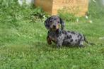 Teckel pups korthaar mooie keuze, Dieren en Toebehoren, Honden | Teckels en Dashonden, België, 15 weken tot 1 jaar, Korthaar, Dwerg