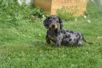 Chiots teckel à poil court - bon choix, Animaux & Accessoires, 15 semaines à 1 an, Poils courts, Belgique, Éleveur | Professionnel