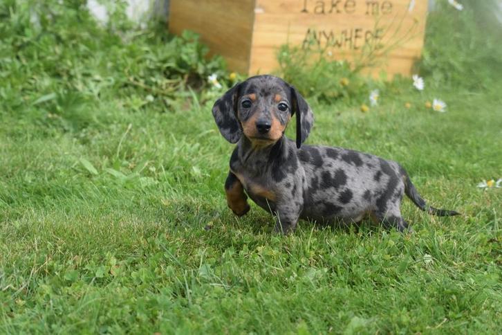 Teckel pups korthaar mooie keuze, Dieren en Toebehoren, Honden | Teckels en Dashonden, Korthaar, Dwerg, Fokker | Professioneel