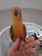 Super tamme baby zonparkieten, Dieren en Toebehoren, Vogels | Parkieten en Papegaaien, Meerdere dieren, Papegaai, Geringd