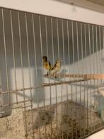 Putter geel, Dieren en Toebehoren, Vogels | Kanaries
