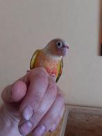 Conures Molinae (5/2024 )