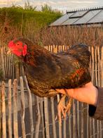 Jonge haan kruising Wyandotte 2025, Dieren en Toebehoren, Pluimvee, Mannelijk, Kip