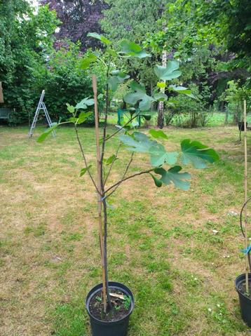 Vijgenbomen  beschikbaar voor biedingen