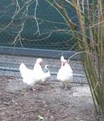 Sulmtaler hoen (Oostenrijks kippenras), Dieren en Toebehoren, Vrouwelijk, Kip