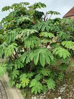 Exotische rijstplant vanaf 15 euro, Ophalen