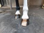 Hoefsmid / Bekapper aangeboden, Dieren en Toebehoren, Paarden