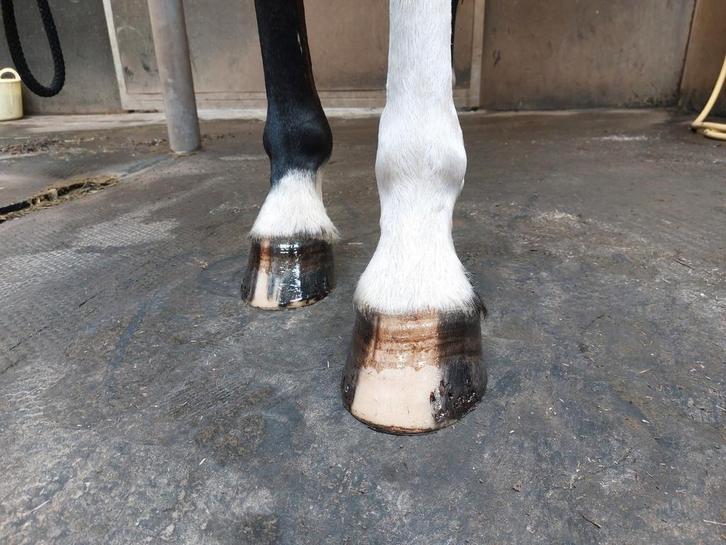 Hoefsmid / Bekapper aangeboden, Dieren en Toebehoren, Paarden