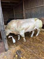 Dekstier, Dieren en Toebehoren