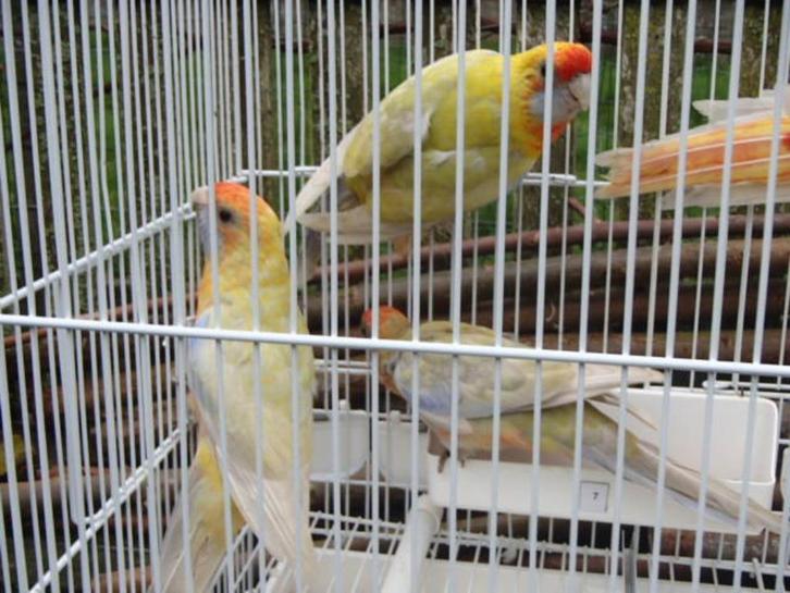 pennanten, Dieren en Toebehoren, Vogels | Parkieten en Papegaaien, Parkiet, Meerdere dieren, Geringd