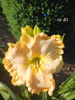Hemerocallis  nr. 41, Ophalen of Verzenden