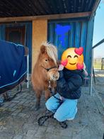 Actieve Shetland  pony, Dieren en Toebehoren, Gechipt, Ruin, 3 tot 6 jaar
