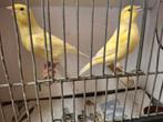 mooi koppel kanaries, Dieren en Toebehoren, Vogels | Kanaries