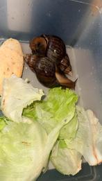 Koppel afrikaanse reuzenslakken lees heel de advertentie